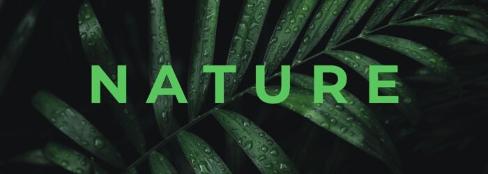 Green-Modern-Nature-Presentation10